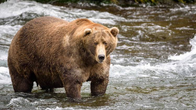 Fat Bear Week: Here’s what you should know