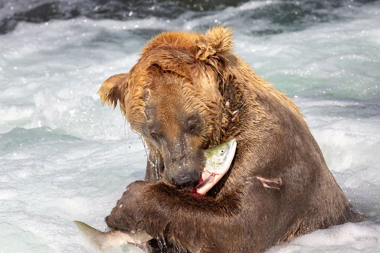 Fat Bear Week